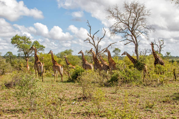 istock Giraffe family in South Africa 1081509092