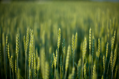 agricultural field where cereal wheat is grown, green unripe wheat in a field with a large number of plants