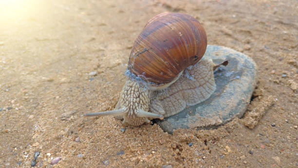 istock A large grape snail crawls on a stone, sitting on a rock 1081509886