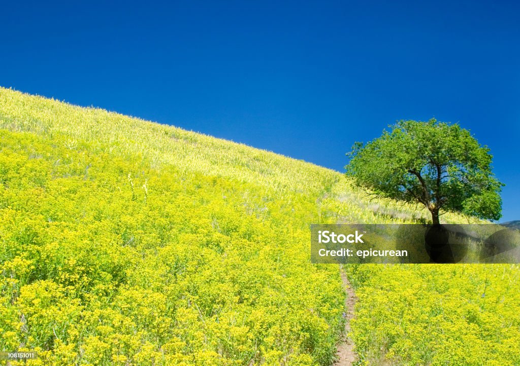 Lone Tree en la colina de flores silvestres amarillo - Foto de stock de Missoula libre de derechos