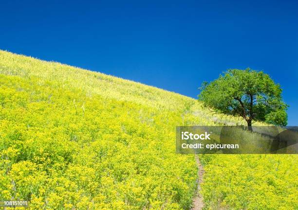 Lone Tree En La Colina De Flores Silvestres Amarillo Foto de stock y más banco de imágenes de Missoula