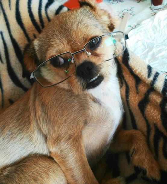 istock Dog with glasses reclining on the couch 1081510184