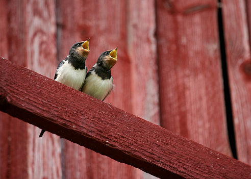 Barn swallow