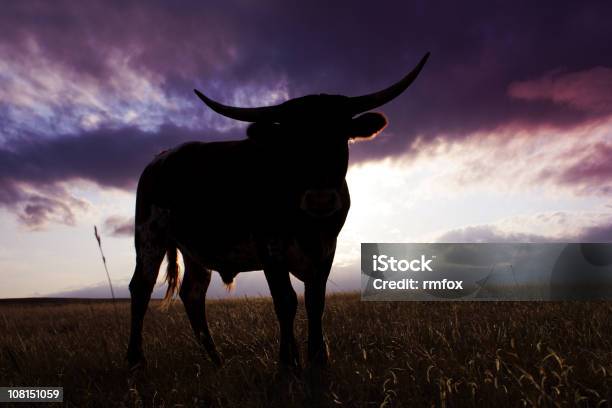 Retroiluminado De Dirección Foto de stock y más banco de imágenes de Longhorn de Texas - Longhorn de Texas, Agricultura, Aire libre