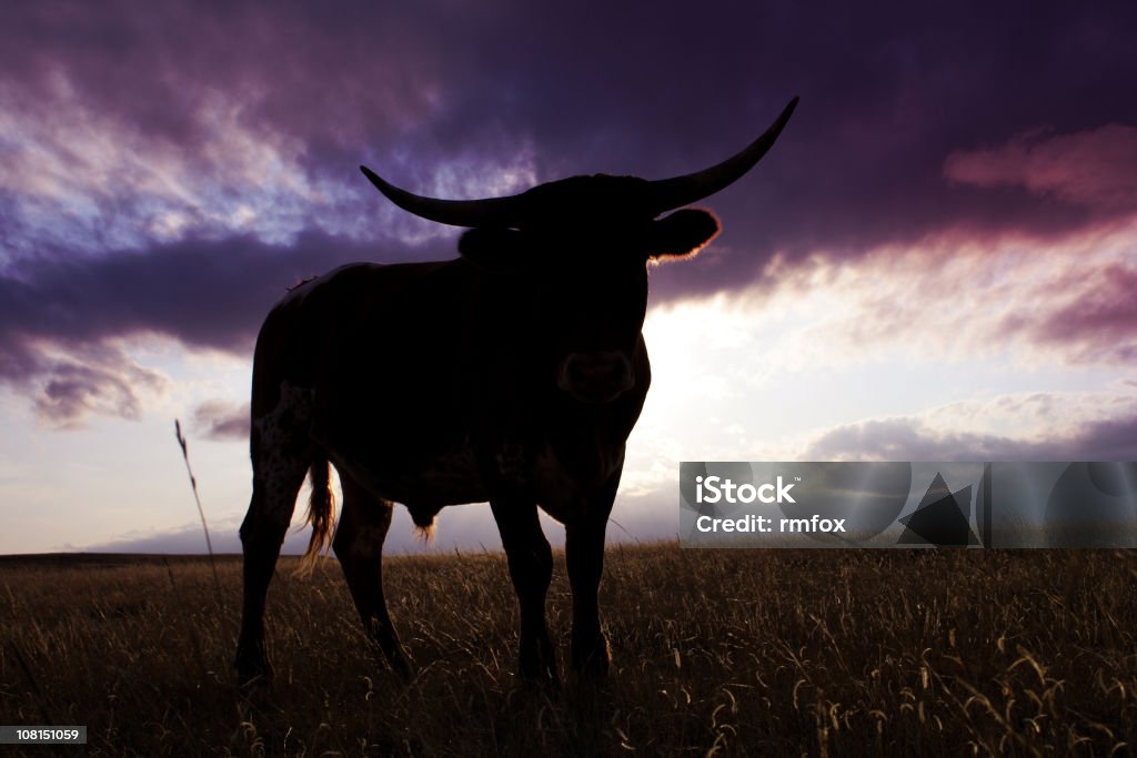 Com iluminação leve - Foto de stock de Gado Texas Longhorn Steer royalty-free