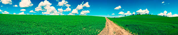 Panorama do campo verde e Estrada em Terra Batida - fotografia de stock