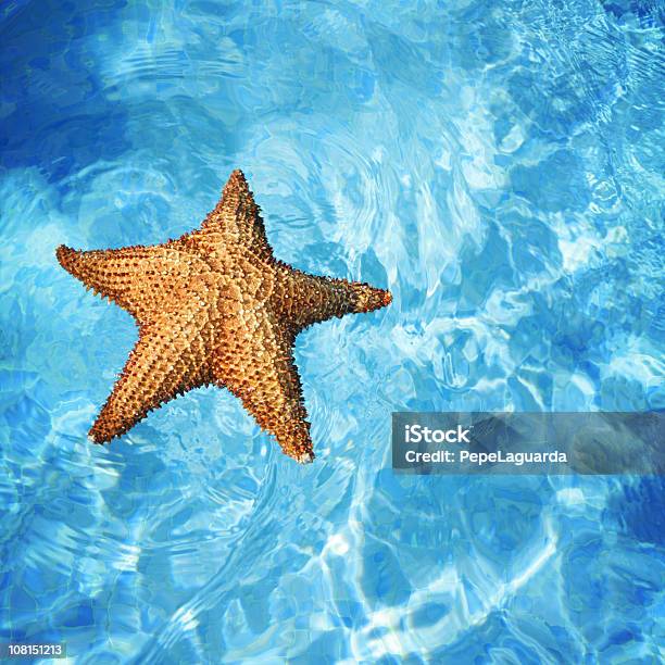 Морская Звезда — стоковые фотографии и другие картинки Без людей - Без людей, Верхний ракурс, Вода
