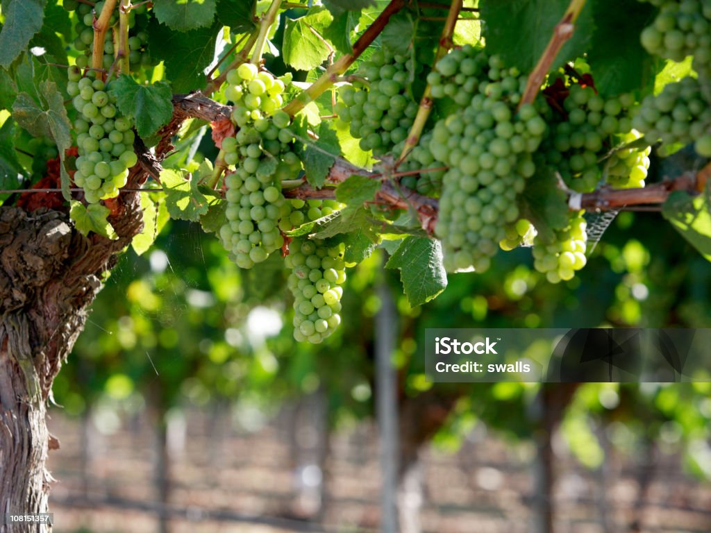 Vin de raisin vert - Photo de Agriculture libre de droits