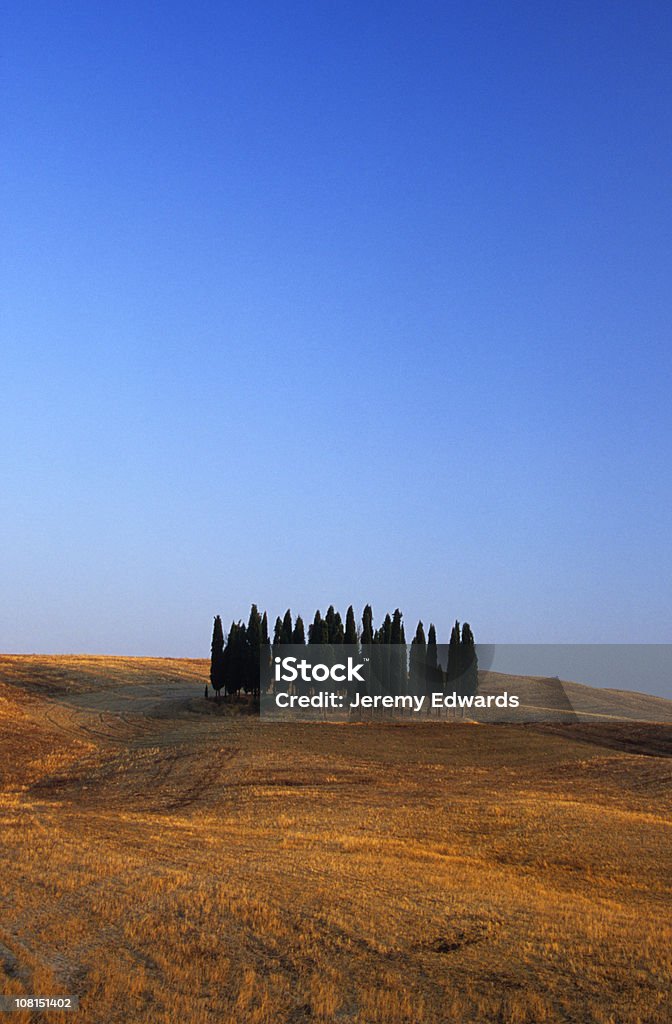 Zypressen Landschaft in der Toskana, Italien - Lizenzfrei Baumgruppe Stock-Foto