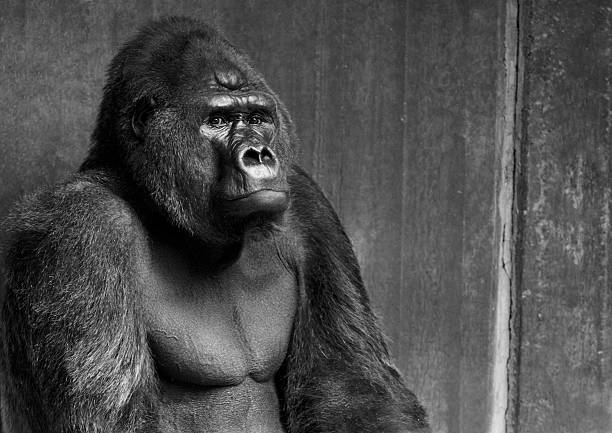 Portrait of Gorilla, Black and White stock photo