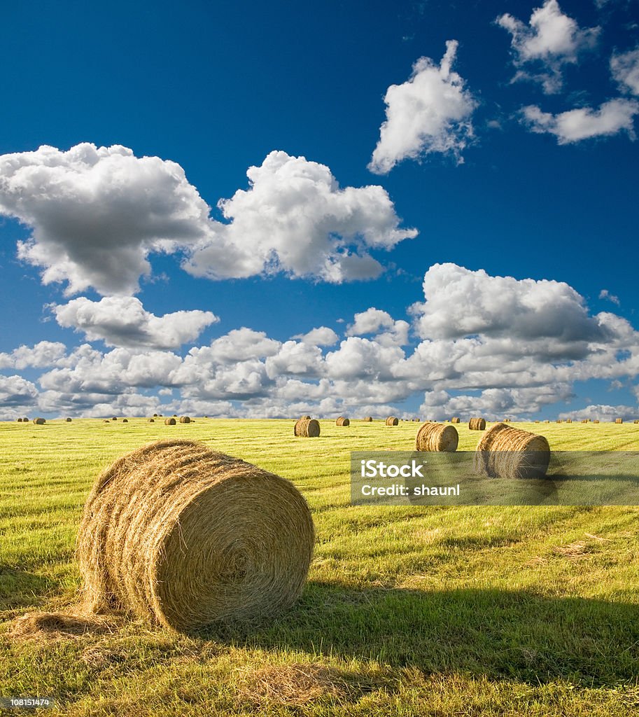 Verão Feno fardos - Royalty-free Campo agrícola Foto de stock