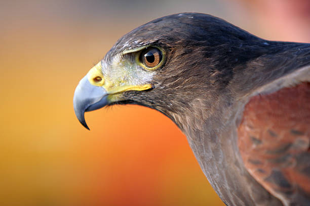 Black Falcon  hawk bird photos stock pictures, royalty-free photos & images