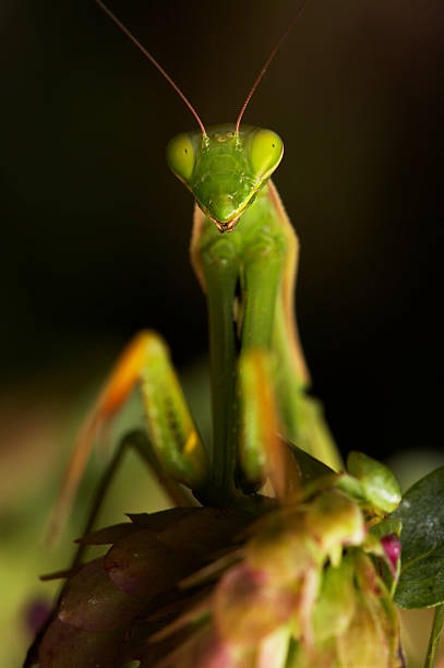 istock Portrait of Praying Mantis with Eyes Closed 108151582