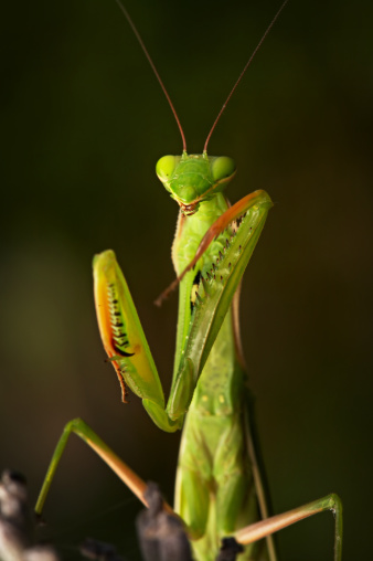 A praying mantis is eating the insides of a stink bug, it is mid bite.