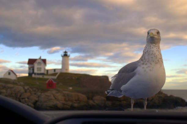 This Photographer was at the Nubble Lighthouse and was sitting in the car.  The Seagull landed on the hood and stared the photographer down.  I bet he was hungry and wanted food.
