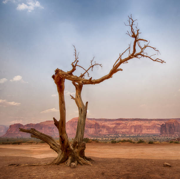 single dead tree in Monument Valley single dead tree in Monument Valley with red rock mesa behind under a blue sky kayenta photos stock pictures, royalty-free photos & images