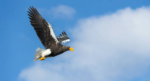 istock Adult Steller's sea eagle in flight. 1081526404