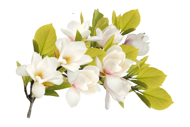 istock Beautiful blooming magnolia flower bouquet . 1081526818