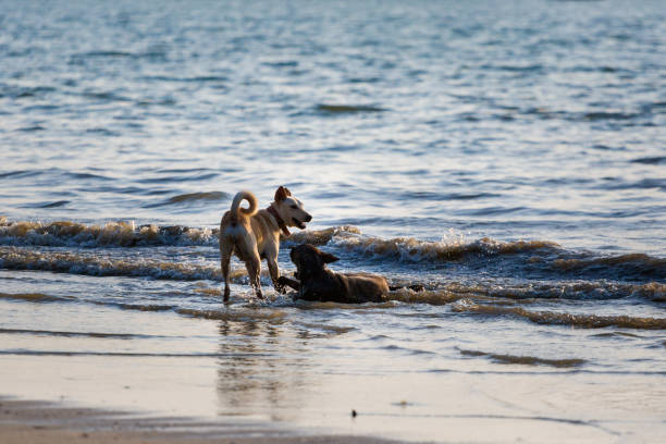 istock Pantai Cenang beach Langkawi island 1081527286