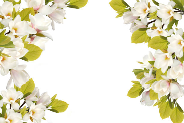 istock Beautiful blooming magnolia flower bouquet . 1081527340