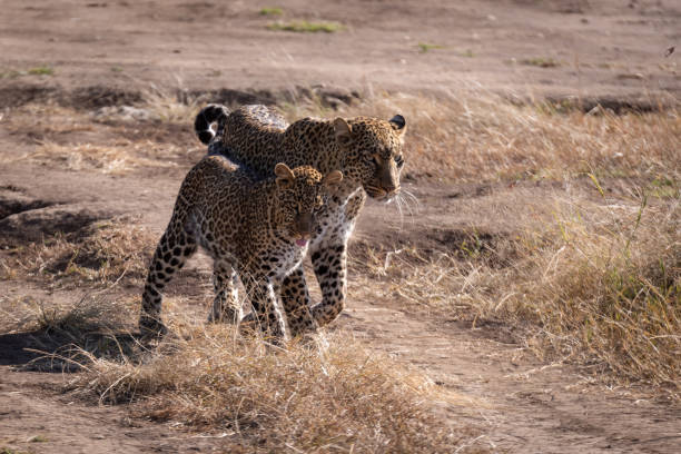 istock Leopard walks with cub on sandy ground 1081529060