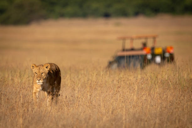 istock Lion walks towards camera with truck behind 1081529288