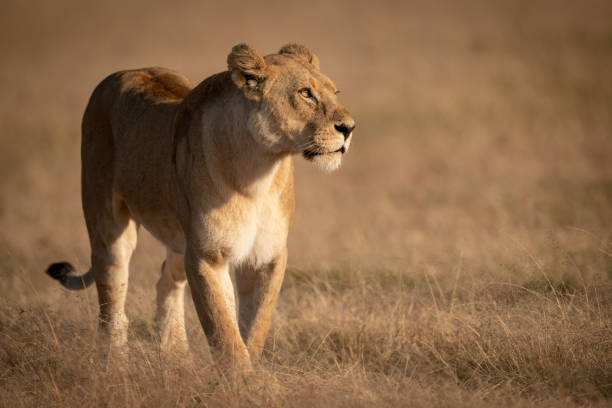 istock Lioness crosses grass with catchlight in eye 1081529310