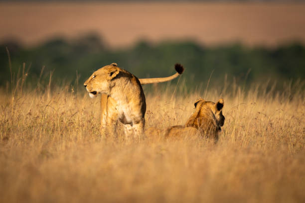 istock Lioness stands by another in long grass 1081529392