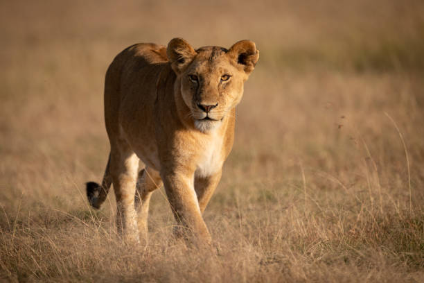 istock Lioness walks in grass in golden light 1081529582