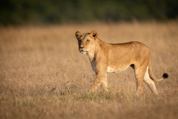 istock Lioness walks in grass with trees behind 1081529596