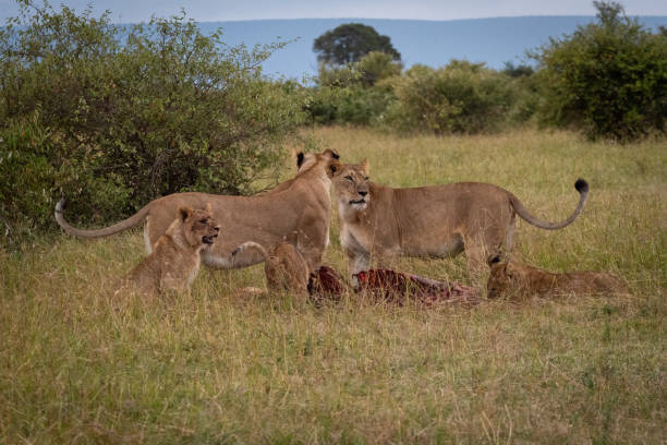 istock Lionesses and cubs stand over wildebeest carcase 1081529630