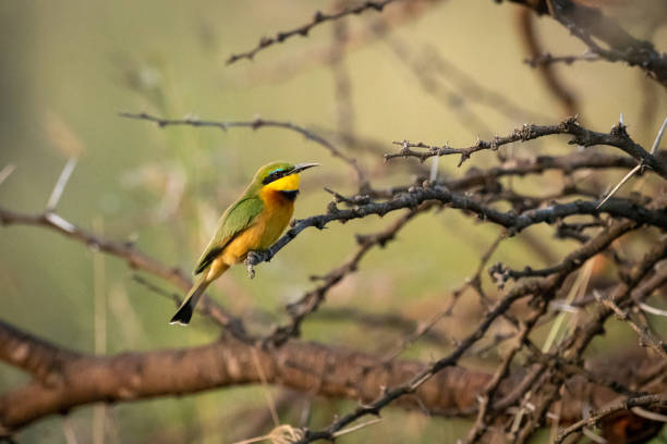 istock Little bee-eater in profile on thorny branch 1081529668