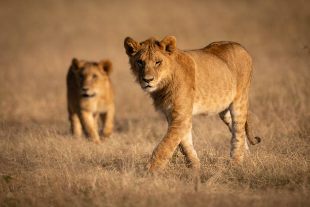 istock Male lion walks in grass with lioness 1081529818