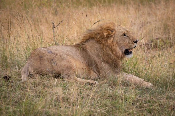 istock Male lion lying in grass looking right 1081529864