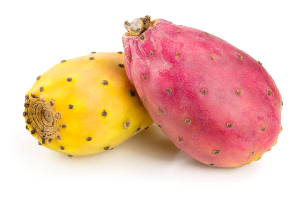 istock red end yellow prickly pear or opuntia isolated on a white background 1081530290