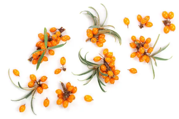 Sea buckthorn. Fresh ripe berry with leaves isolated on white background with copy space for your text. Top view. Flat lay pattern.