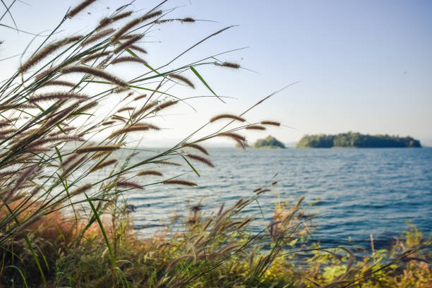 istock grass weed at lake side and sunrise,water background 1081538254