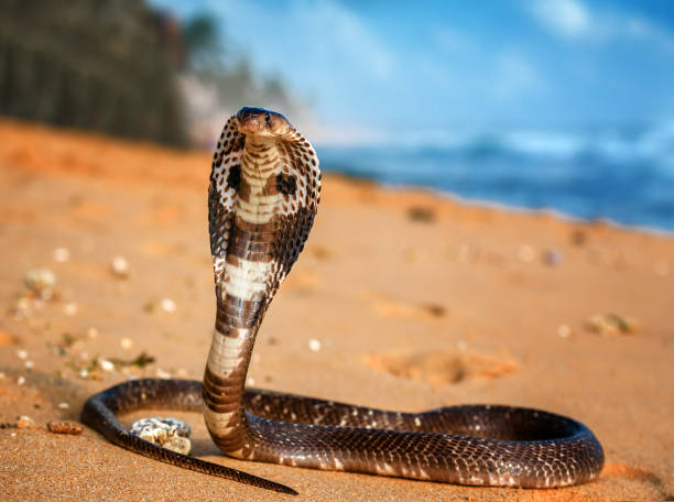 live king cobra on the sand - snake cobra egyptian cobra poisonous organism imagens e fotografias de stock