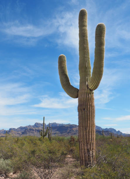 The Classic Two Armed Saguaro Cactus in the Desert A Classic Two Armed Saguaro in Its Desert Environment sonoran desert stock pictures, royalty-free photos & images