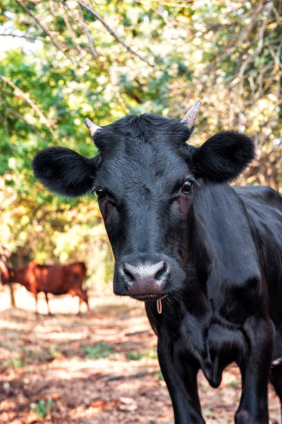 istock portrait of black cow 1081539502