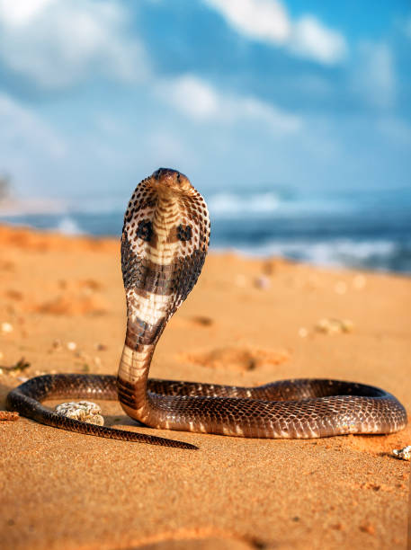 vero cobra re sulla spiaggia - snake cobra egyptian cobra poisonous organism foto e immagini stock