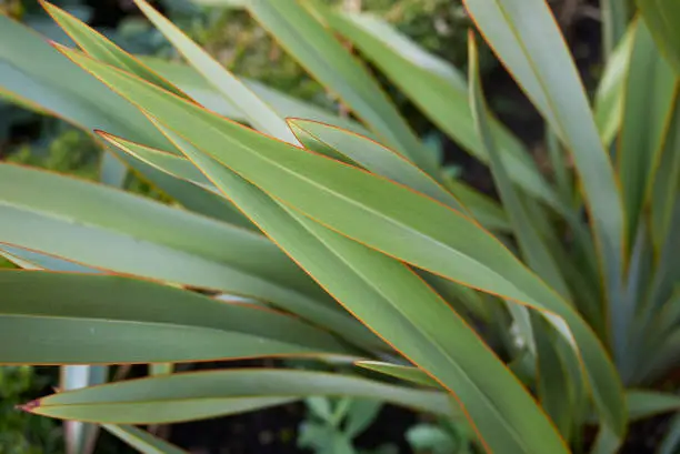 Photo of Phormium tenax