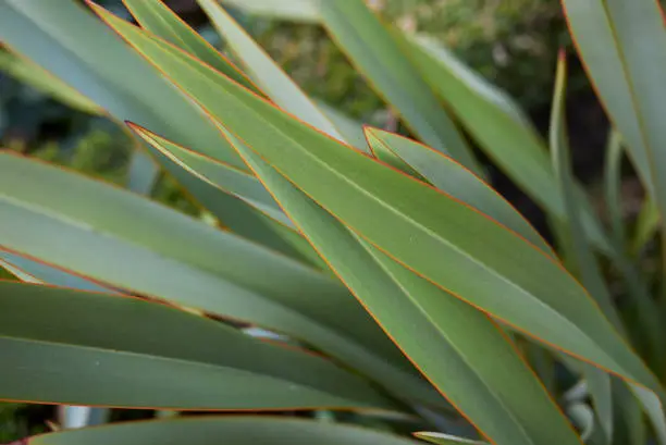 Photo of Phormium tenax