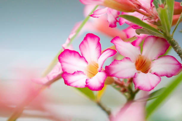 impala lily or desert-rose is a tropical succulent bush with beautiful pink flowers - lpn imagens e fotografias de stock