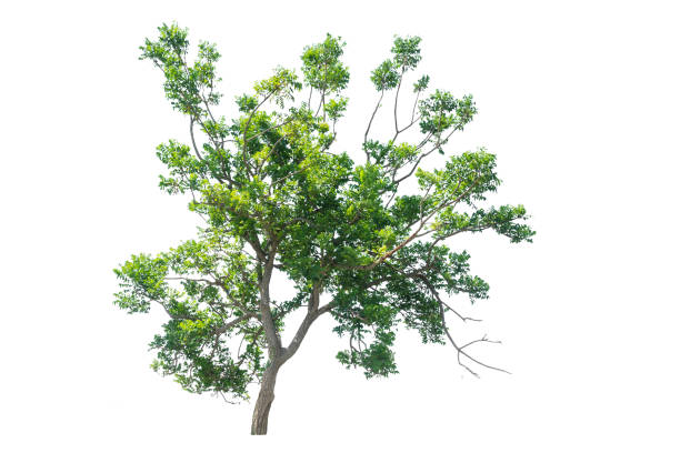 istock Trees isolated on white background, tropical trees isolated used for design, advertising and architecture 1081549410