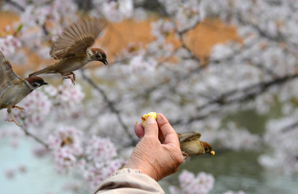 Senior citizen is hand feeding sparrows in Tokyo ueno park
