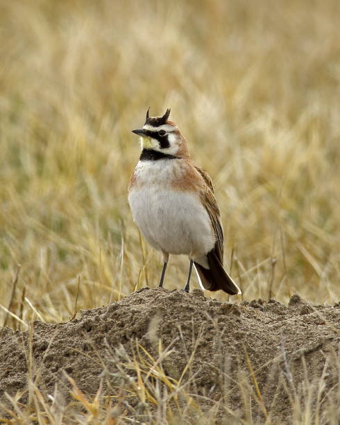 Horned Lark Adult Male Horned Lark adult male. lark stock pictures, royalty-free photos & images