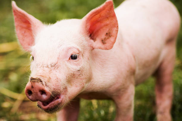 istock dirty little pig 1081557288
