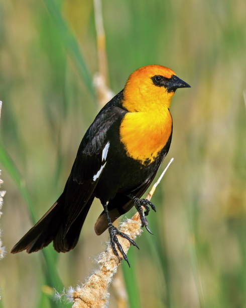Yellow-headed Blackbird Male