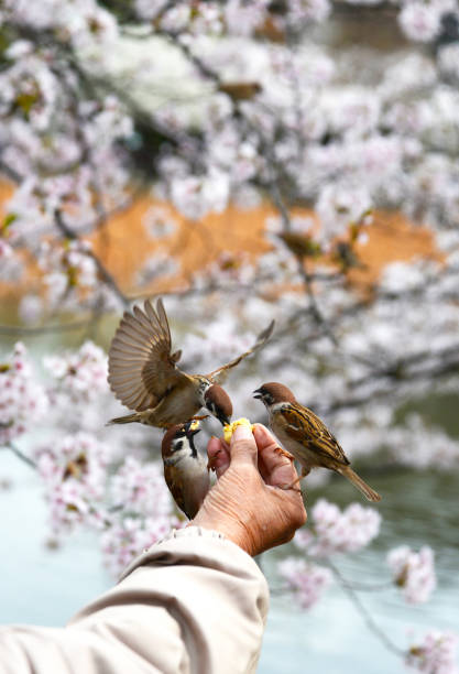 Senior citizen is hand feeding sparrows in Tokyo ueno park